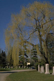 Mount Pleasant Cemetery