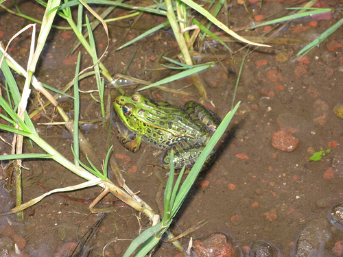 Mexican frog