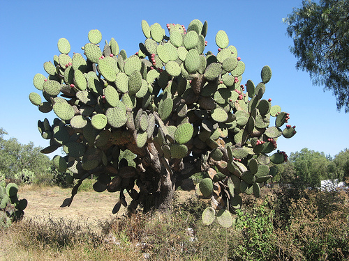 Typical Mexican vegetation