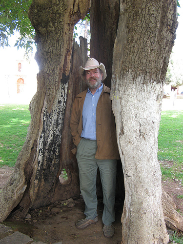 Old olive tree in Tzintzuntzan atrium